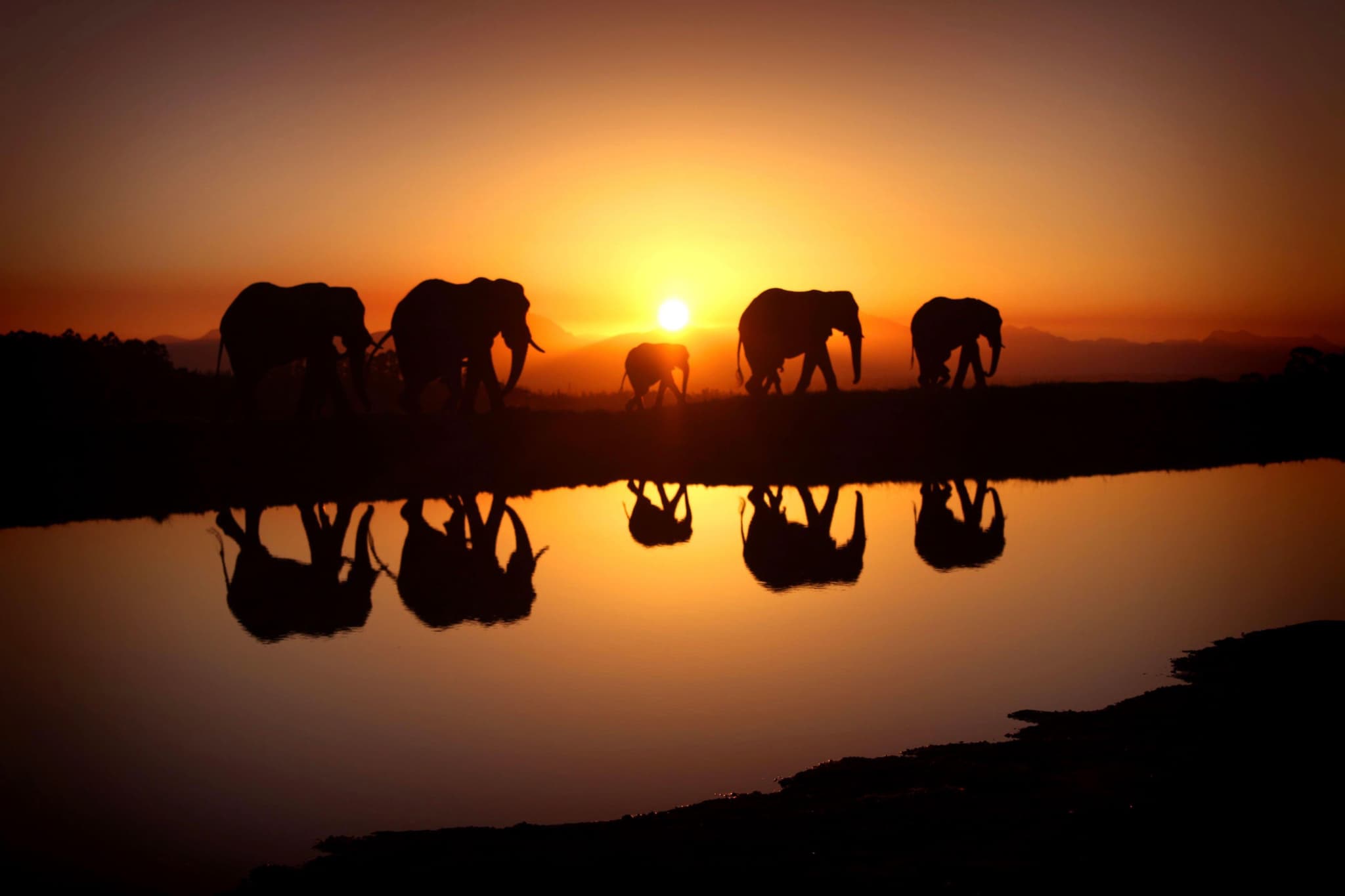 Elephants ChangamireWildlife Zambezi