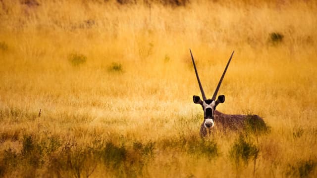 Antelope ChangamireWildlife