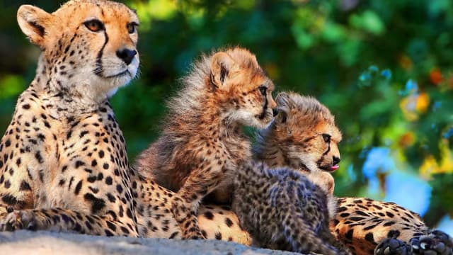 Cheetahs ChangamireWildlife Zambezi