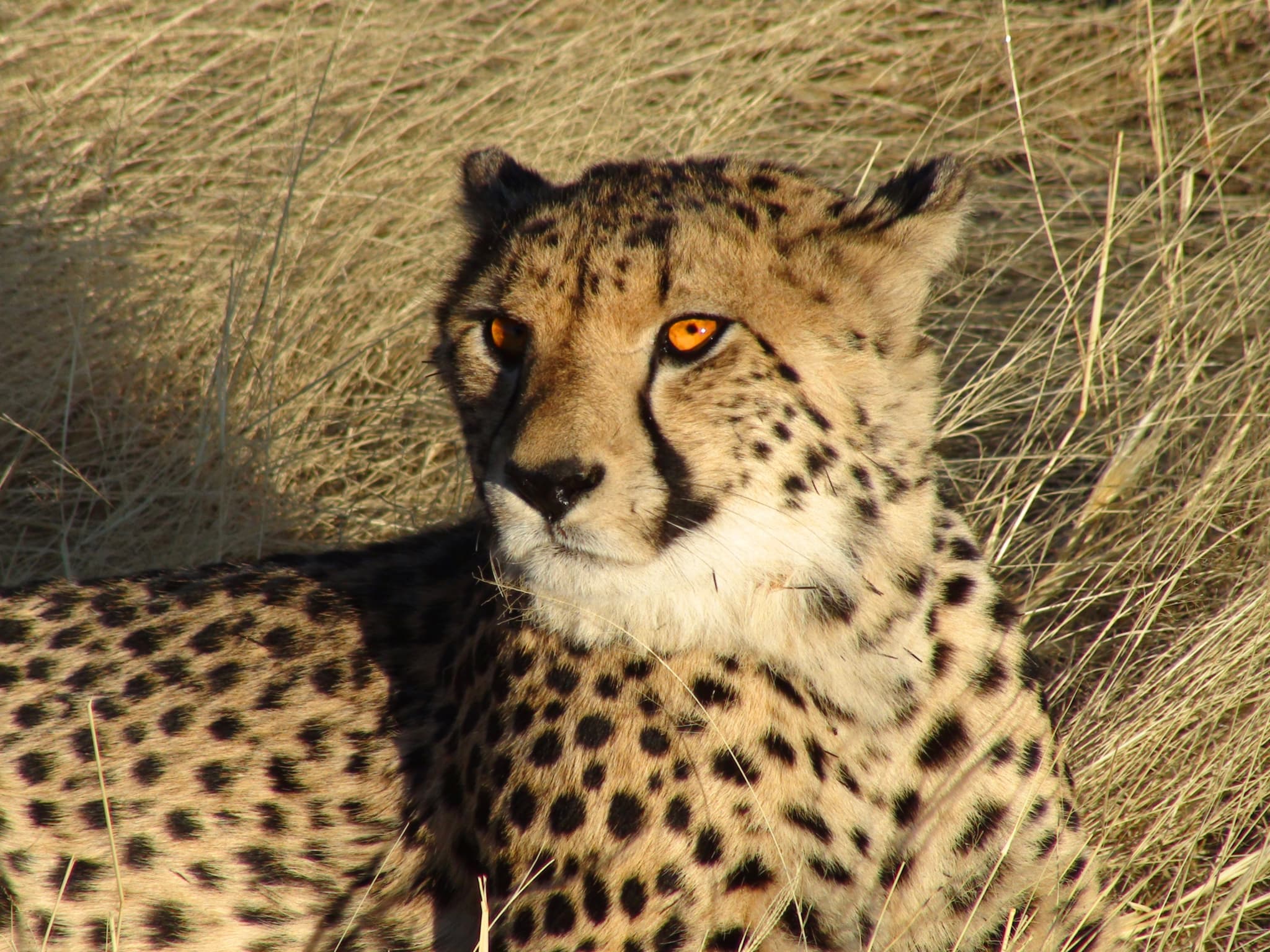 Cheetah ChangamireWildlife Zambezi