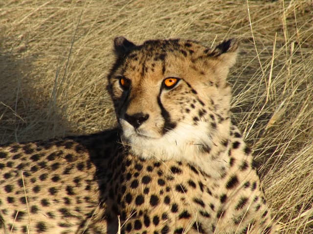 Cheetah ChangamireWildlife Zambezi